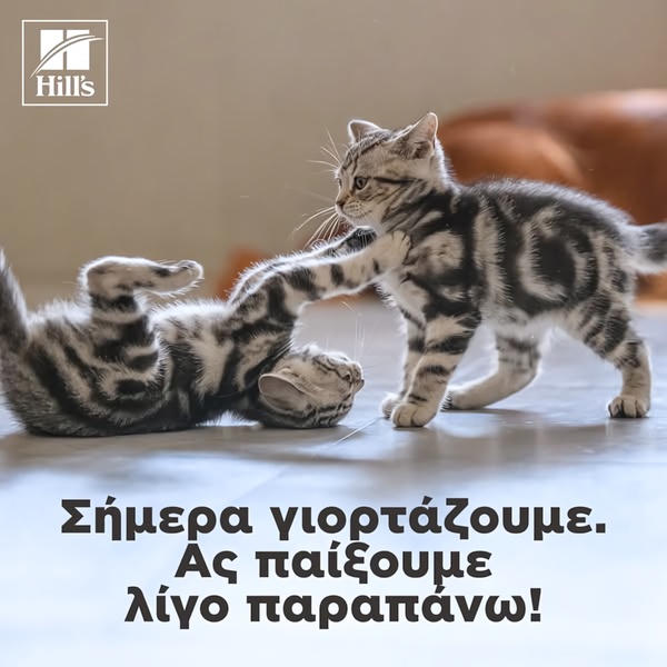 A high-engagement social media ad featuring two kittens playing, accompanied by text celebrating a moment of connection.